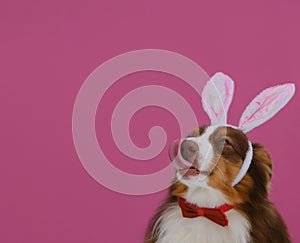 Concept of pet celebrating Catholic Easter in hare costume. Brown Australian Shepherd with Easter bunny ears on pink