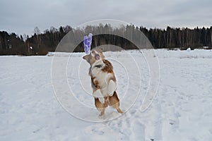 Concept of pet having fun in nature. Creative portrait of dog in motion at wide angle. Brown Australian Shepherd in