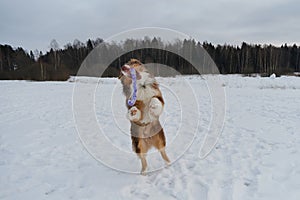 Concept of pet having fun in nature. Creative portrait of dog in motion at wide angle. Brown Australian Shepherd in