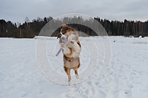 Concept of pet having fun in nature. Creative portrait of dog in motion at wide angle. Brown Australian Shepherd in