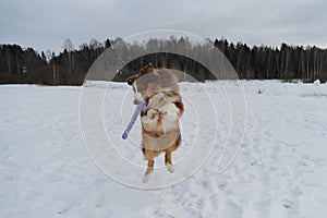 Concept of pet having fun in nature. Creative portrait of dog in motion at wide angle. Brown Australian Shepherd in