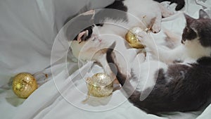 Concept pets celebrate Christmas and New Year. Two brothers of the cat are lying on the bed on a white sheet and playing