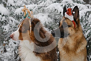 Concept pets celebrates holiday as people. Christmas greeting card with dogs. German Shepherd with Santa hat on head and