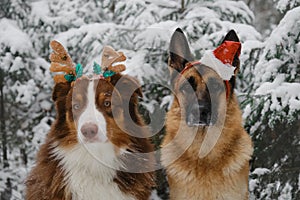 Concept pets celebrates holiday as people. Christmas greeting card with dogs. German Shepherd with Santa hat on head and