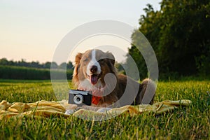 Concept pets look like people. Dog professional photographer with vintage film photo camera. Brown Australian Shepherd lies on
