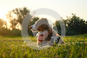 Concept pets look like people. Dog professional photographer with vintage film photo camera. Brown Australian Shepherd lies on