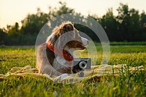 Concept pets look like people. Dog professional photographer with vintage film photo camera. Brown Australian Shepherd lies on