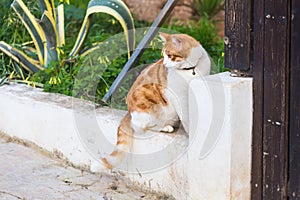 Concept of pets - Orange and white tabby cat with collar outdoor