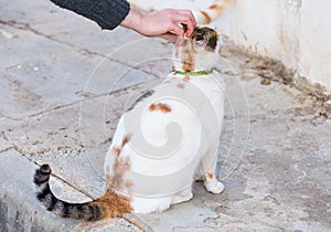 Concept of pets - Orange and white tabby cat with collar outdoor