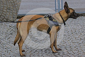 Concept of pets on a walk. Belgian Shepherd Malinois in the city.