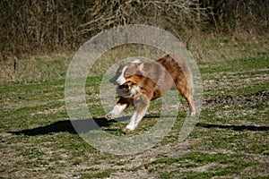 Concept of pets on walk in park. Charming active and energetic thoroughbred dog on lawn having fun. Brown Australian