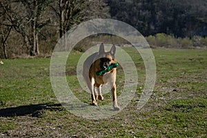 Concept of pets on walk in park. Charming active and energetic thoroughbred dog on lawn having fun. German Shepherd dog