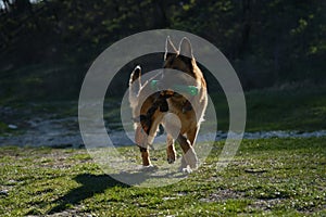 Concept of pets on walk in park. Charming active and energetic thoroughbred dog on lawn having fun. German Shepherd dog