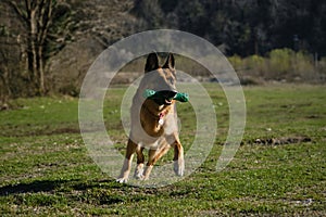 Concept of pets on walk in park. Charming active and energetic thoroughbred dog on lawn having fun. German Shepherd dog