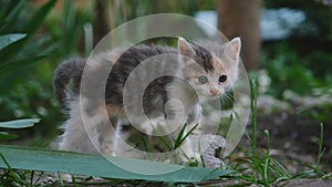 Concept of pets. Young gray-red-white street cat on walk scared, hisses and arched back lifting fur up. Small tricolor