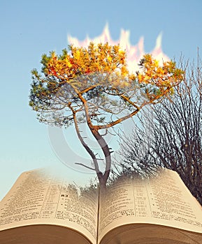 Moses at burning bush tree gods presence photo