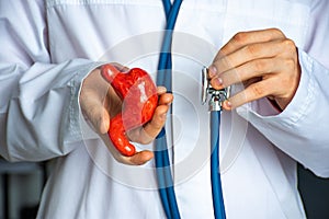 Concept photo of diagnosis in gastroenterology. Doctor hold in one hand model of human stomach, in other stethoscope and conducts