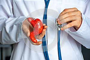 Concept photo of diagnosis in gastroenterology. Doctor hold in one hand model of human stomach, in other stethoscope and conducts photo