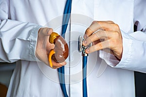 Concept photo of diagnosis in nephrology and urology. Doctor hold in one hand model of human kidney, in other stethoscope and cond