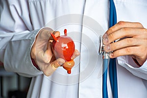 Concept photo of diagnosis in urology. Doctor hold in one hand model of human urinary bladder with prostate, in other stethoscope photo