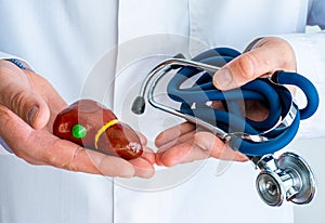 Concept photo diagnostics and treatment of diseases of gallbladder. Doctor dressed in white lab coat in one hand holds figure of g