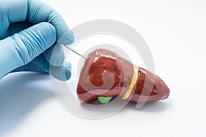 Concept photo of liver biopsy procedure. Hand surgeon holds puncture needle and is preparing to pierce anatomical 3D model of huma