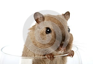 Concept photo of a pet rodent in a wine glass