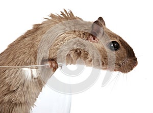 Concept photo of a pet rodent in a wine glass