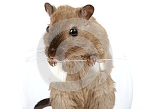 Concept photo of a pet rodent in a wine glass