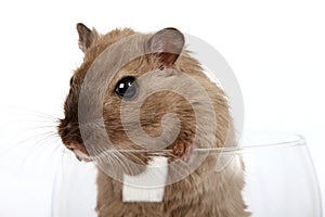 Concept photo of a pet rodent in a wine glass