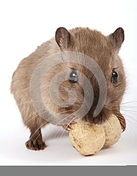 Concept photo of a rodent by a yellow peanut