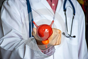 Concept photo of study or diagnosis in urology. Doctor in white holds in his hand model of human urinary bladder with prostate, sh