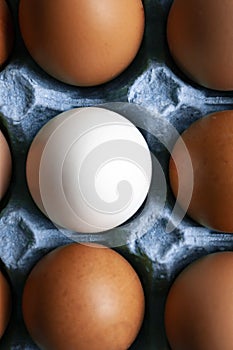 Concept photo: tray of beige eggs and white egg