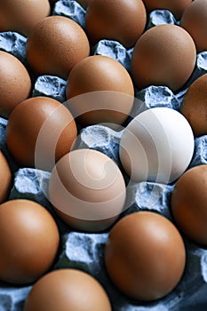 Concept photo: tray of beige eggs and white egg
