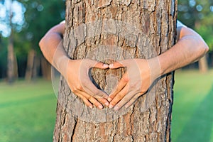 Concept picture hands making heart shape around pine tree at sun