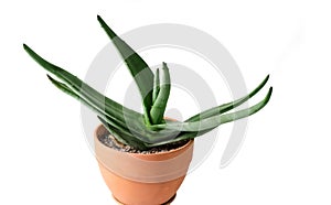 The concept of a plant background. Succulent agave in a clay pot.