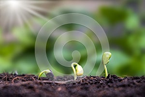 Trees growing on fertile soils, respectively, the germination of trees photo