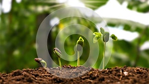 Concept of plant growth and cropping. Trees growing on fertile soils