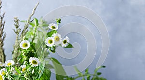 The concept of a plant summer background. Field grass, daisies, melisa on a gray background with copying space, Father`s Day,