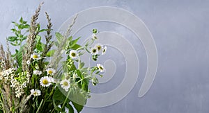 The concept of a plant summer background. Field grass, daisies, melisa on a gray background with copying space photo