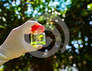 Concept Plant tissue culture,Plant genetic testing In the university garden.Observation of the growth of experimental plants in