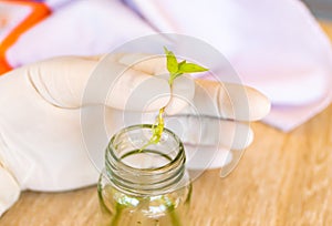 Concept Plant tissue culture,Plant genetic testing In the university lab.Observation of the growth of experimental plants in glass