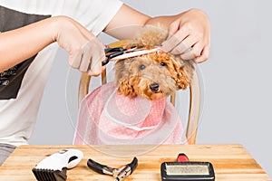 Concept of poodle dog fur being cut and groomed in salon