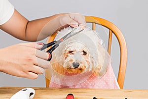 Concept of poodle dog fur being cut and groomed in salon