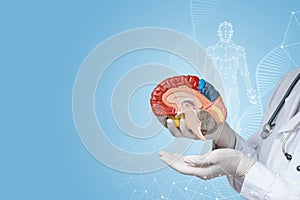 Concept of research studying brain functions