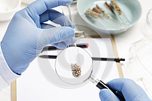 Concept of researching of new kind of seed at the agro laboratory.Man holding magnifying glass and exploring the quality of seeds