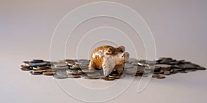 Concept of saving money in a crisis - ceramic pig