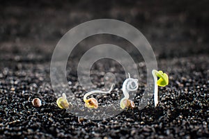 Concept of seed germination in the ground photo