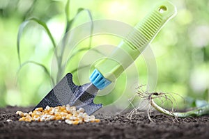 Concept of seeding, corn seeds and garden tool on soil photo