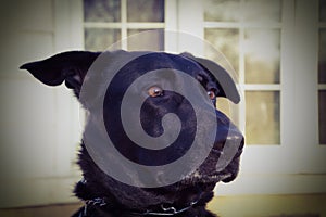 Concept shot of Black Shepherd mixed-breed dog as he spots a squirrel and eyes widen